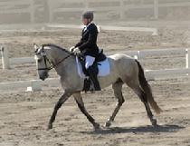 Labyrinth Fuego Andalusian Gelding For Sale