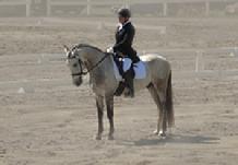 Labyrinth Fuego Andalusian Gelding For Sale